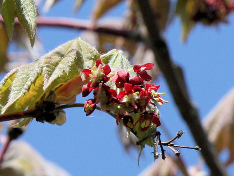 Acer japonicum