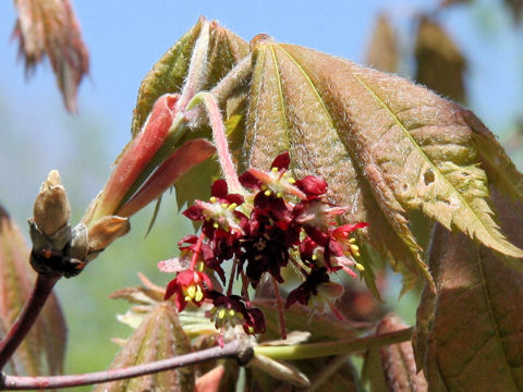 Acer japonicum