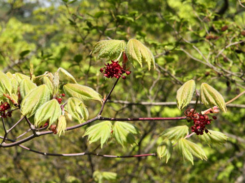 Acer japonicum