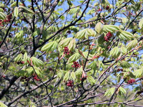 Acer japonicum