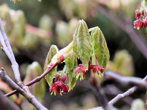 Acer japonicum