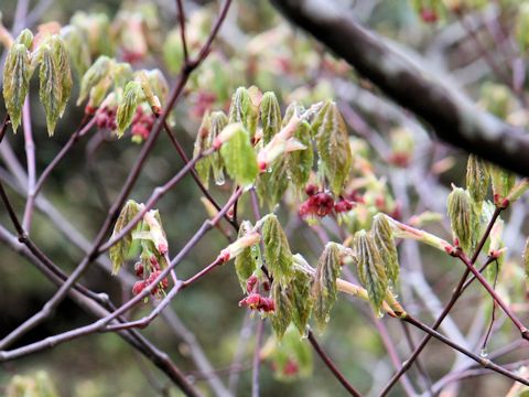 Acer japonicum