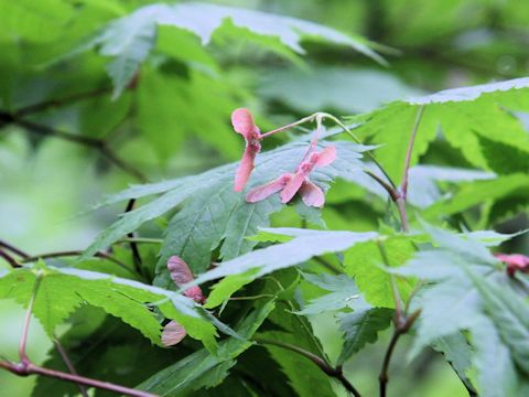 Acer japonicum