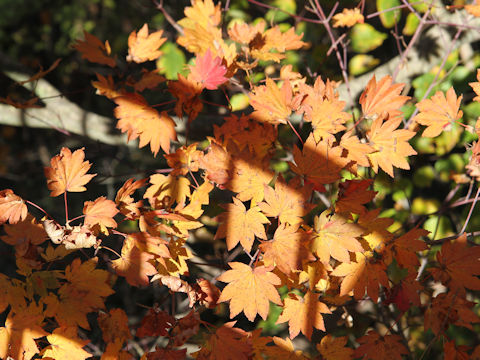 Acer japonicum