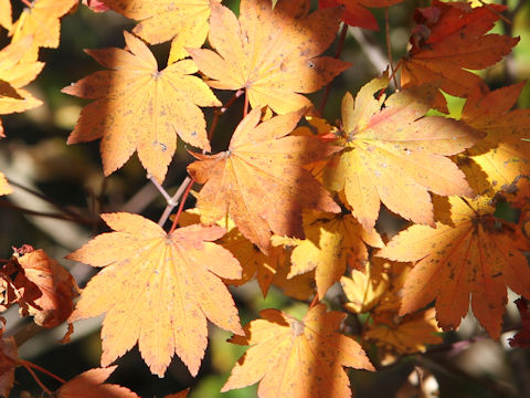 Acer japonicum