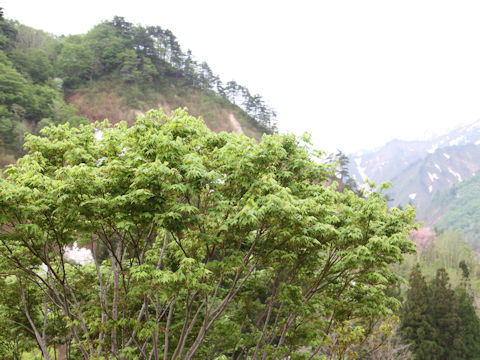 Acer japonicum