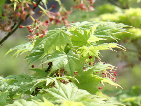 Acer japonicum