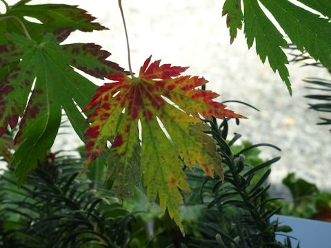 Acer japonicum