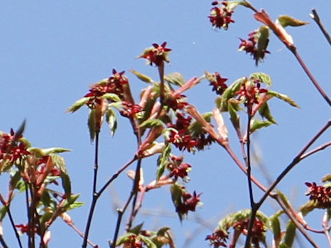 Acer japonicum