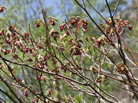 Acer japonicum