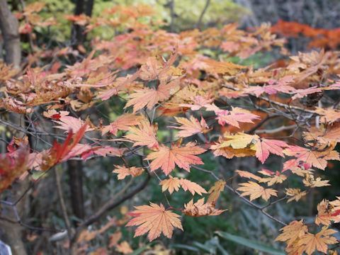 Acer japonicum