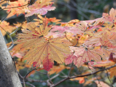 Acer japonicum