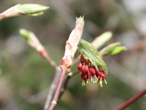 Acer japonicum