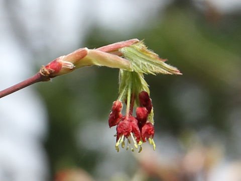 Acer japonicum