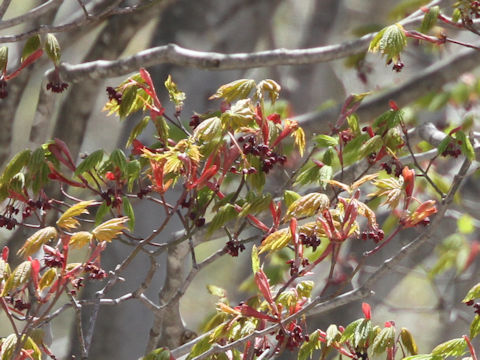 Acer japonicum