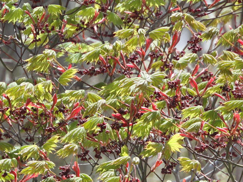 Acer japonicum