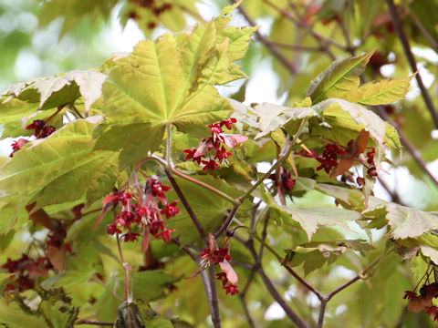 Acer japonicum