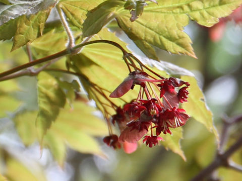 Acer japonicum