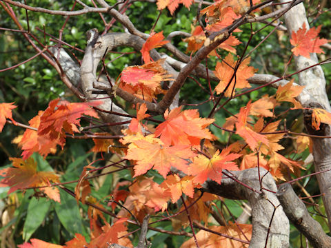 Acer japonicum