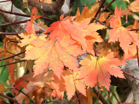 Acer japonicum