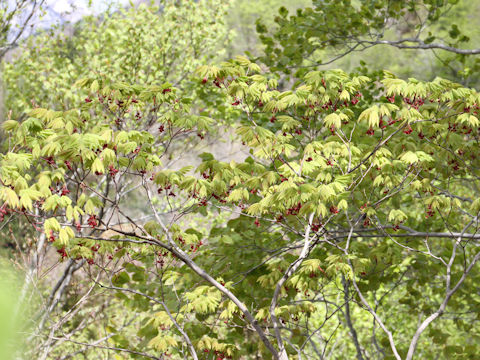 Acer japonicum