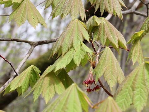 Acer japonicum