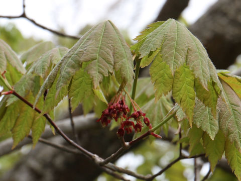 Acer japonicum