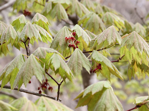 Acer japonicum