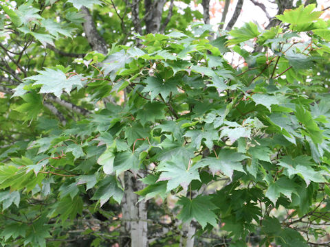 Acer japonicum