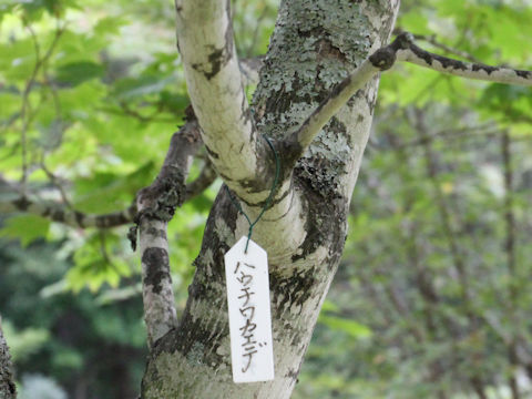 Acer japonicum