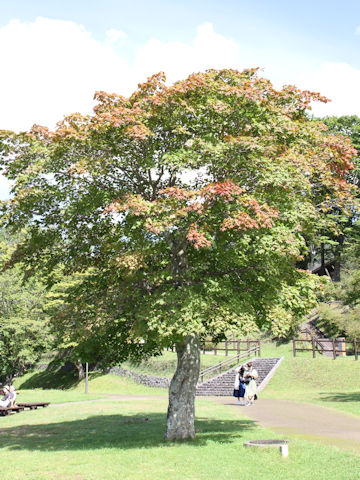 Acer japonicum