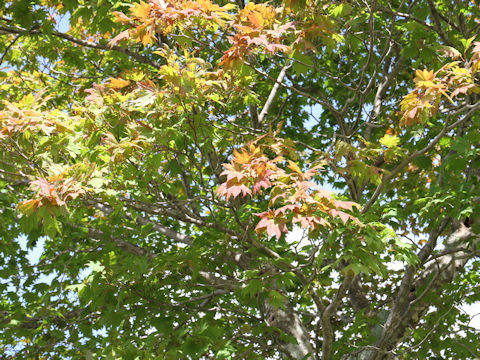 Acer japonicum