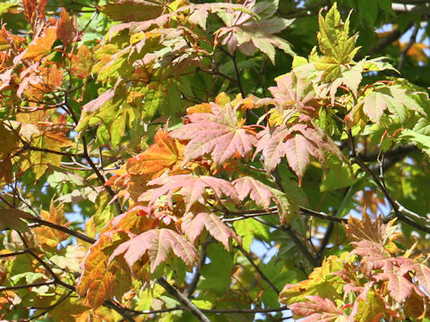 Acer japonicum