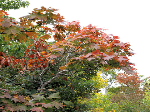 Acer japonicum