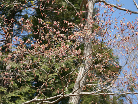 Acer japonicum