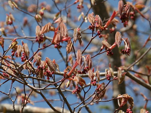 Acer japonicum