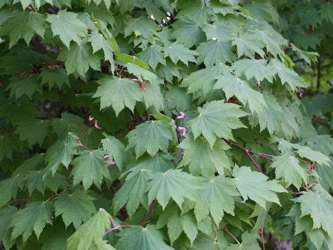 Acer japonicum