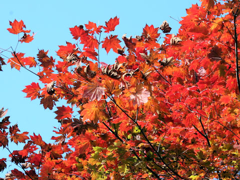 Acer japonicum