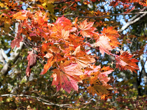 Acer japonicum