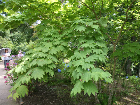 Acer japonicum