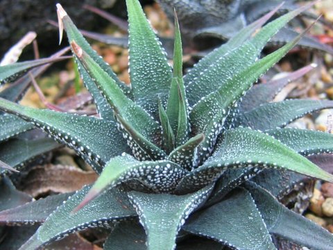 Haworthia attenuata