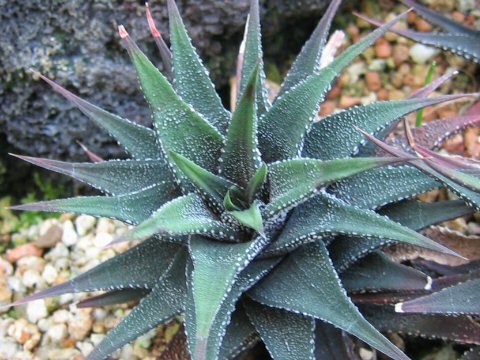 Haworthia attenuata