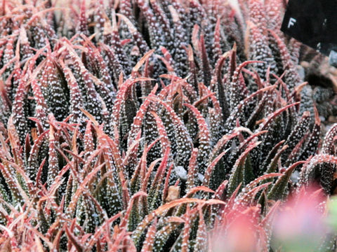 Haworthia attenuata f. britteniana