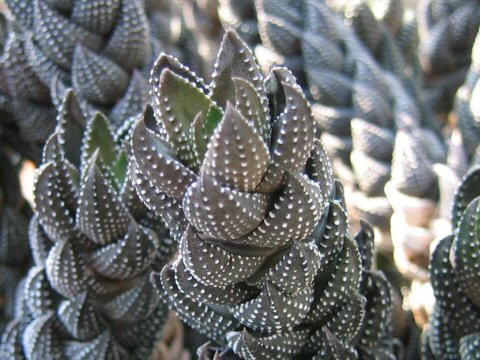 Haworthia reinwardtii var. chalwinii