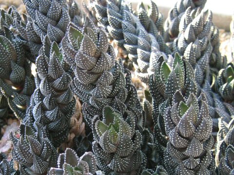 Haworthia reinwardtii var. chalwinii