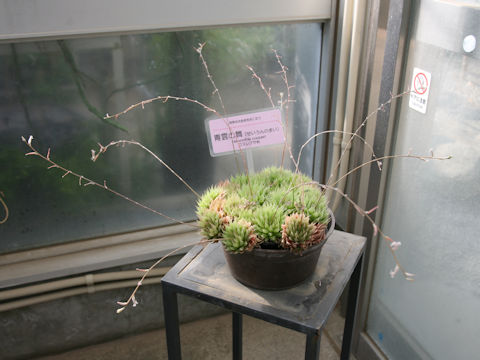 Haworthia cooperi