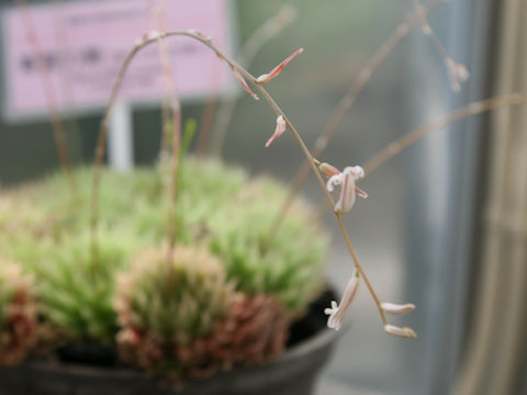 Haworthia cooperi