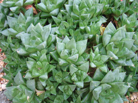 Haworthia x cuspidata