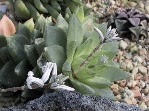 Haworthia cymbiformis