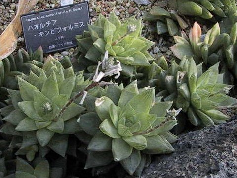 Haworthia cymbiformis